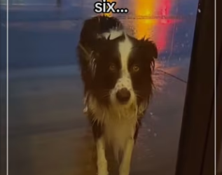 Now what #wholesome #animals