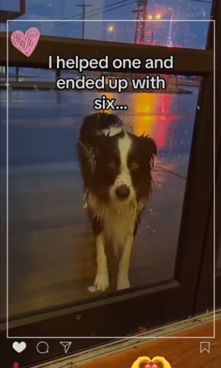 Now what #wholesome #animals