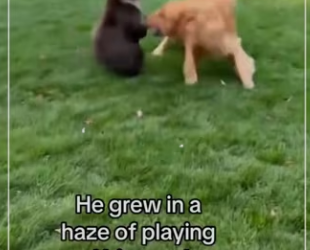 saved him he saved my dog! #bear #wholesome_part2