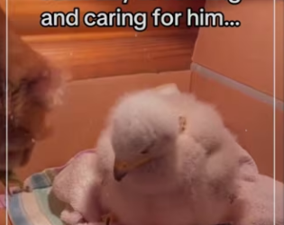 saved him so she could save her #wholesome #animal_part2