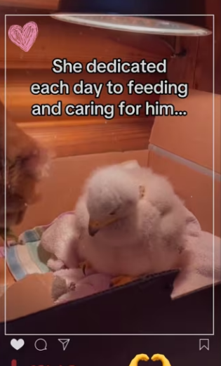 saved him so she could save her #wholesome #animal_part2