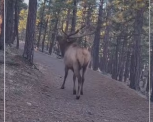 Saving an elk #wholesome #animals_part2