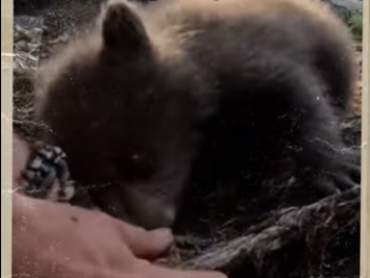 Bear asks help! #animals #wholesome_part2