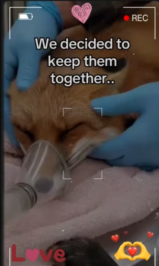 She fell down hill broke her leg #animals #wholeso_part2