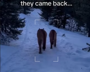 She needed help #wholesome #animals_part2