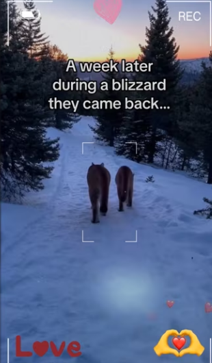 She needed help #wholesome #animals_part2