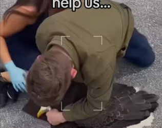 Wait flying fish #wholesome #animals_part2