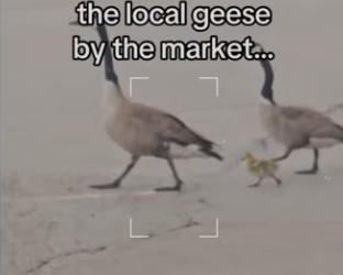 baby must not of know how to get in lake #animals_part2