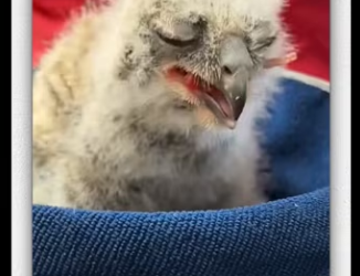 Girl rescued owl then_part2