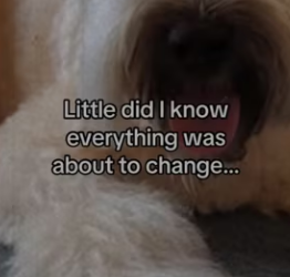 Wait to see how god answered our prayers #dog #who_part2