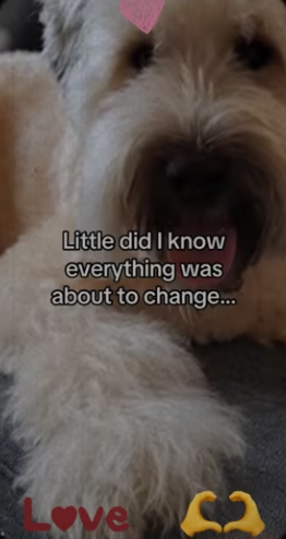 Wait to see how god answered our prayers #dog #who_part2