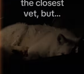 was of there story #wholesome #animals_part2