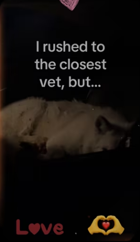 was of there story #wholesome #animals_part2