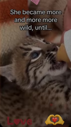 We rescued bobcat #wholesome #animals_part2