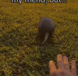 Who saved who #wholesome #animals_part2