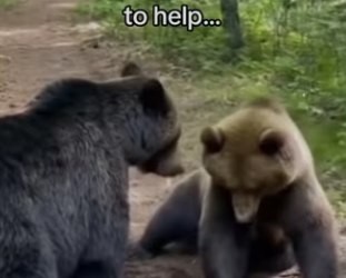 Bear cub learns fetch! #wholesome #animals_part2