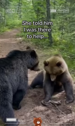 Bear cub learns fetch! #wholesome #animals_part2