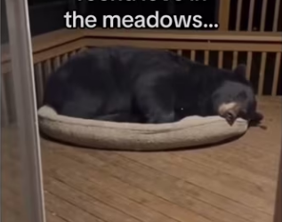 Bear rescue #wholesome #animals_part2