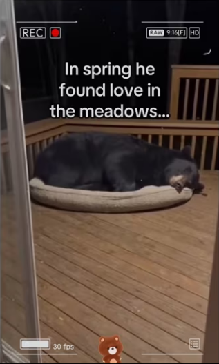 Bear rescue #wholesome #animals_part2