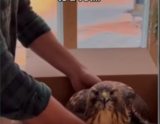 Does make me babies god parents #wholesome #hawk_part2