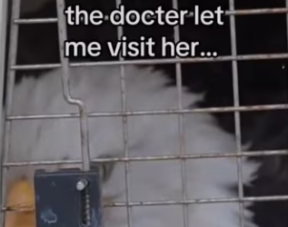 Eagle asks help #animals #wholesome_part2