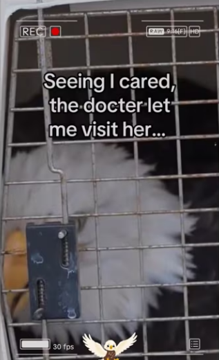 Eagle asks help #animals #wholesome_part2
