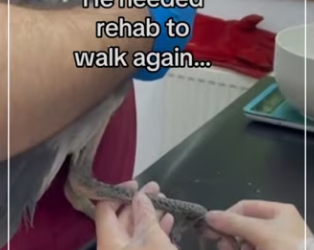 He chose to come back! #wholesome #animals_part2