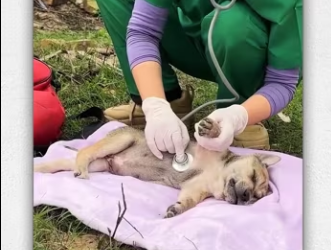 Girl rescues dying dog lying on side of road en…_part2