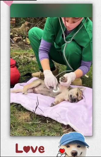 Girl rescues dying dog lying on side of road en…_part2