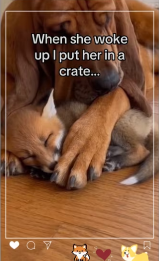 How did she know to come back #orangecat #deer_part2