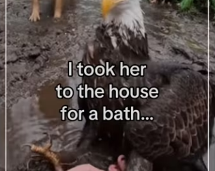 How my dog became egale #animals #dog #wholesome_part2