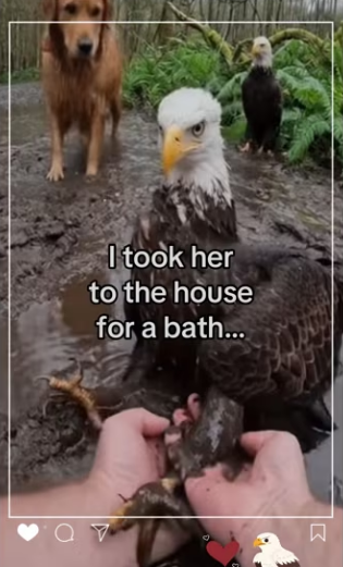 How my dog became egale #animals #dog #wholesome_part2