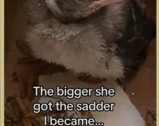 saved blue jay #wholesome #animals_part2