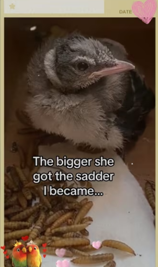 saved blue jay #wholesome #animals_part2