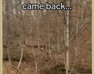 saved crow #wholesome #animals_part2