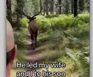 Man helps elk elk saves man bear attack #wholesome_part2