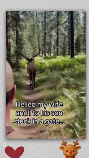 Man helps elk elk saves man bear attack #wholesome_part2