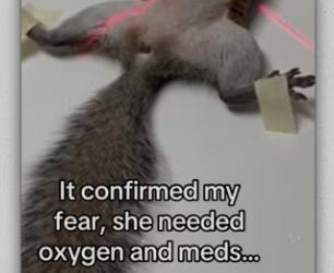 Now always have friend #animals #wholesome_part2