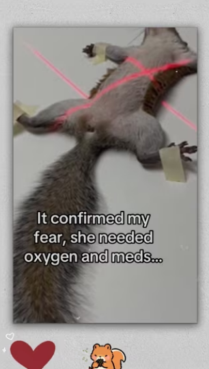 Now always have friend #animals #wholesome_part2