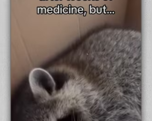 Raccoons are super smart #wholesome #animals_part2