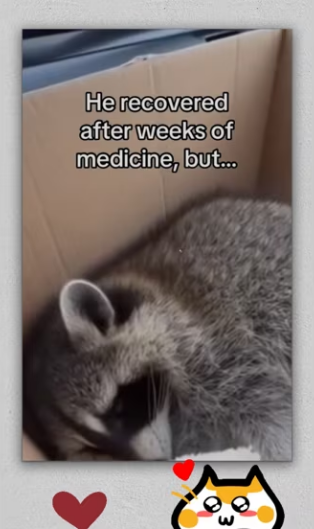 Raccoons are super smart #wholesome #animals_part2