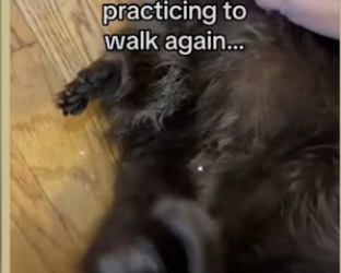 Seeing animals leave healed she knew where to go_part2