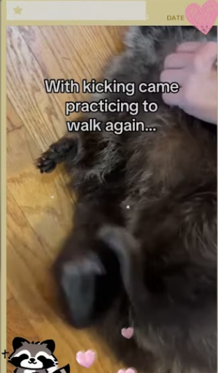 Seeing animals leave healed she knew where to go_part2