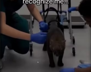 Rescue to friends #wholesome #animals_part2