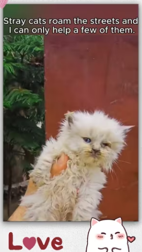 Rescue #rescueanimals #cat #kitten #animals_part2