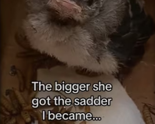 saved blue jay #wholesome #animals_part2