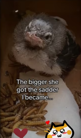 saved blue jay #wholesome #animals_part2