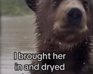 She followed me home #animals #wholesome_part2