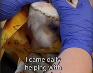 She knew help #wholesome #animals_part2