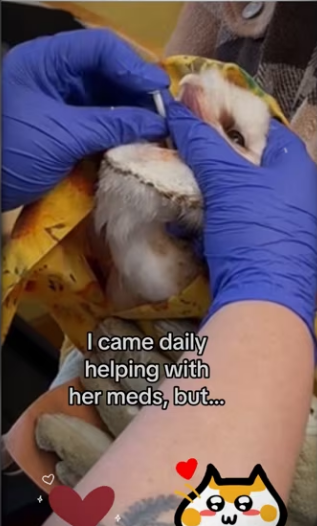 She knew help #wholesome #animals_part2